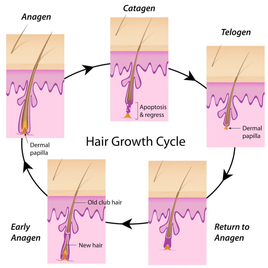 HairBasics101_hairgrowthcycle