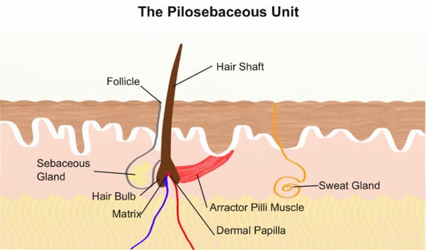 HairBasics101_the philosebaceous unit