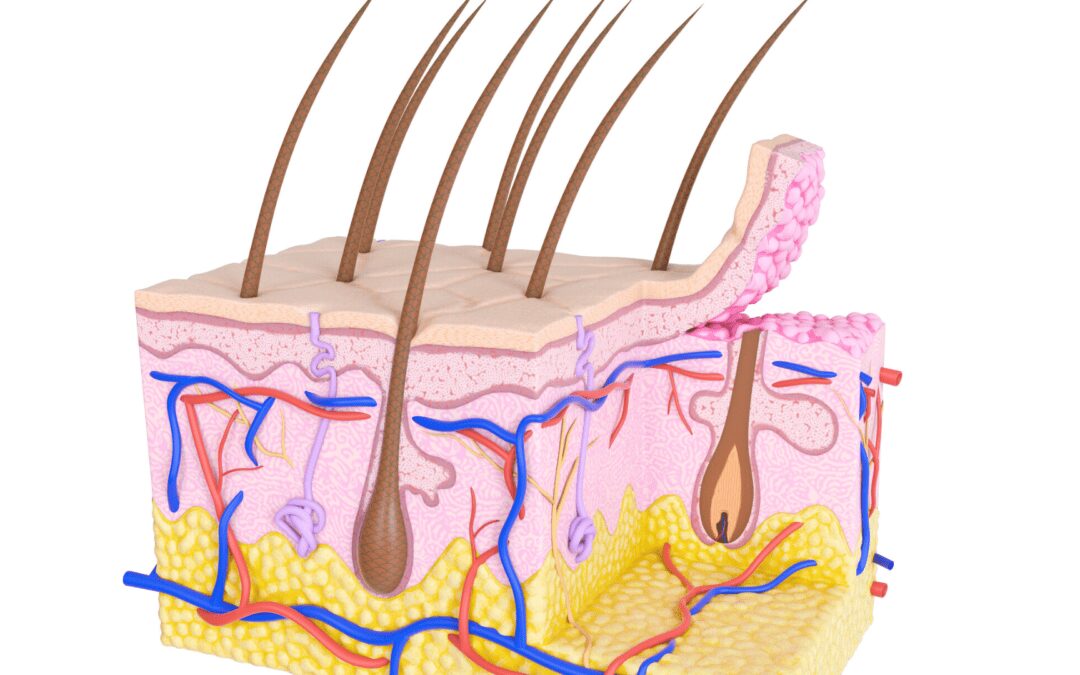 The Different phases of Hair Follicle growth on the Human Scalp and their Role in Hair Growth